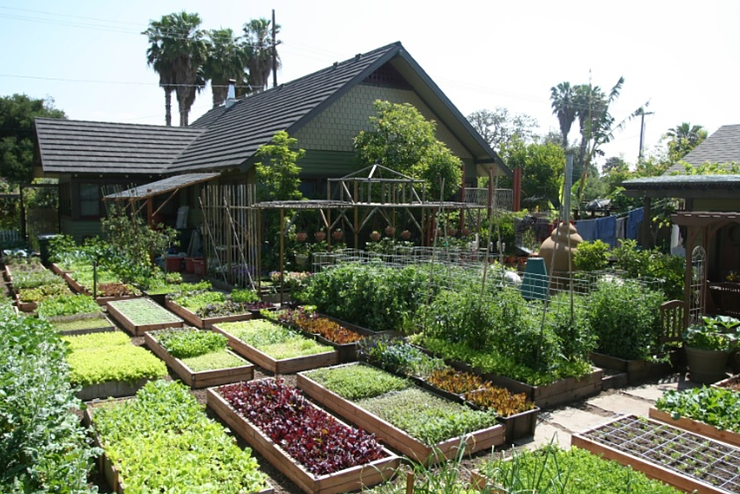 Família americana produz alimentos no quintal de casa e faz sucesso nas redes sociais