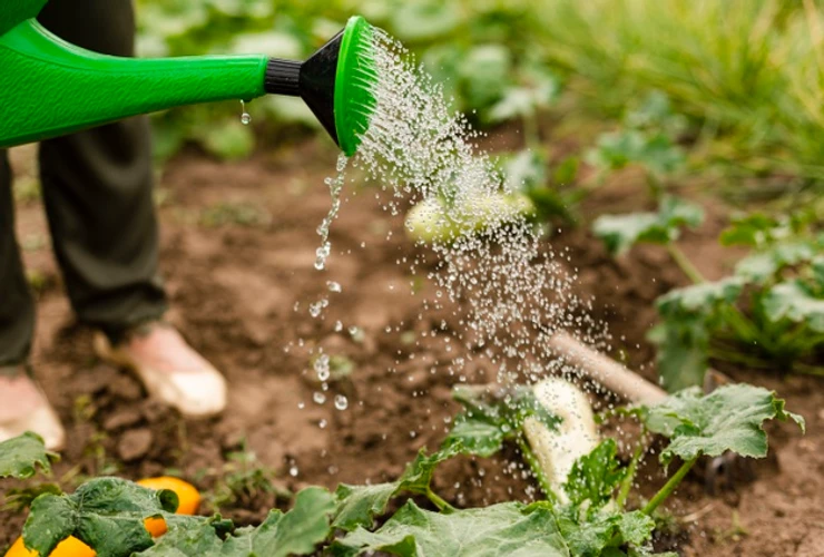 Hortas Urbanas são tendência para comunidades sustentáveis 4