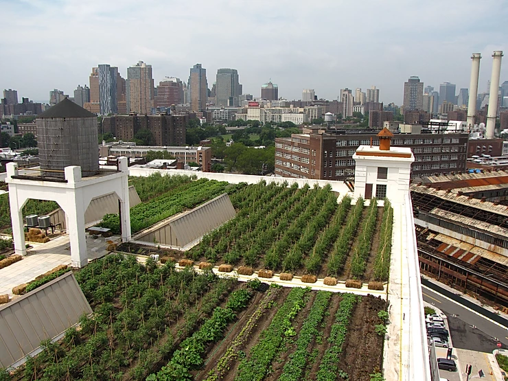 Hortas Urbanas são tendência para comunidades sustentáveis 2